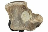 Polished Fossil Mosasaur Vertebra w/ Metal Stand - Texas #350975-3